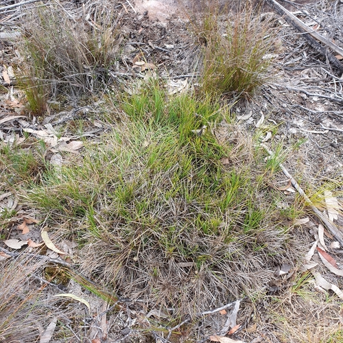 Image of Lomandra glauca by (c) ronavery, some rights reserved (CC BY)