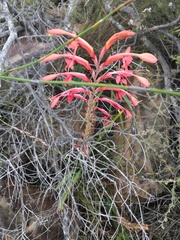 Tritoniopsis intermedia