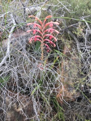 Tritoniopsis intermedia