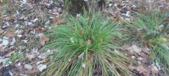 Carex tuckermanii