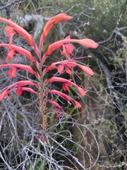 Tritoniopsis intermedia