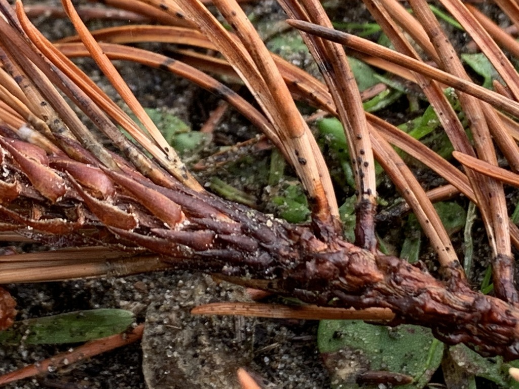 Lophodermella