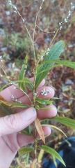 Persicaria hydropiperoides