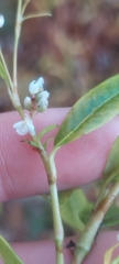 Persicaria hydropiperoides