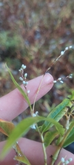 Persicaria hydropiperoides