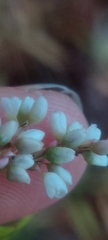 Persicaria hydropiperoides