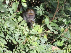 Procolobus verus