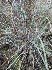 Andropogon cretaceus