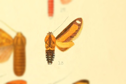 Ormetica albimaculifera