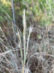 Andropogon cretaceus