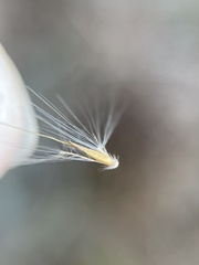 Andropogon cretaceus