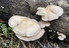 Pleurotus parsonsiae