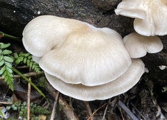 Pleurotus parsonsiae