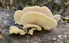 Pleurotus parsonsiae