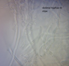 Pleurotus parsonsiae