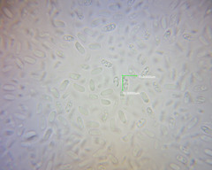 Pleurotus parsonsiae