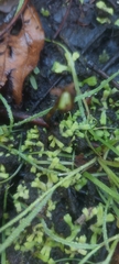 Riccia huebeneriana