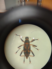 Ancyronyx variegata