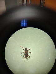 Ancyronyx variegata