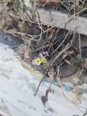 Perityle microglossa