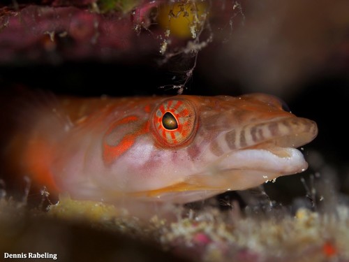 Connemarra Clingfish