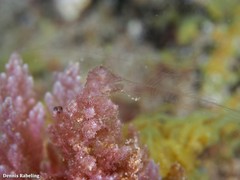 Vallicula multiformis