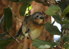 Chasiempis sclateri