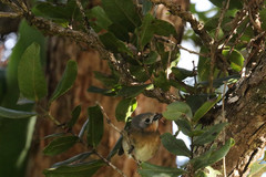 Chasiempis sclateri