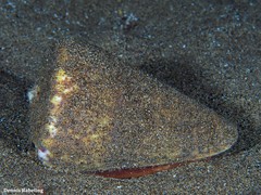 Conus canariensis