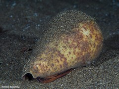 Conus canariensis