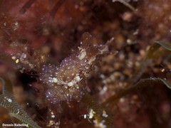 Thysanozoon brocchii