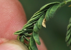 Aphalaroida spinifera