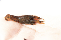 Cambarellus montezumae