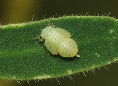 Aphalaroida spinifera