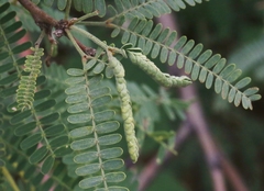 Aphalaroida spinifera