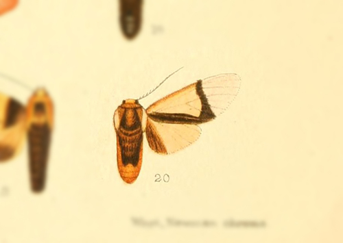 Pryteria unifascia