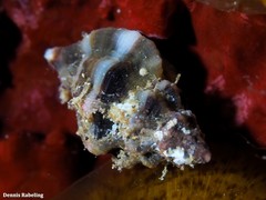 Ocenebra edwardsii