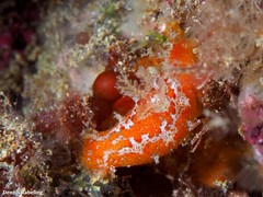 Plocamopherus maderae