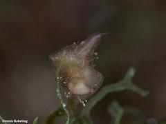 Vallicula multiformis