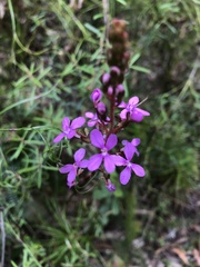 Stylidium productum