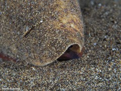 Conus canariensis