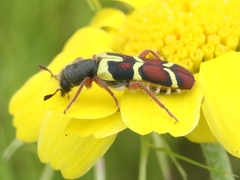 Trichodes peninsularis