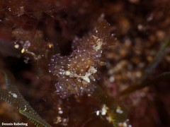 Thysanozoon brocchii