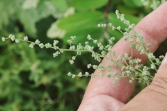 Chenopodium fremontii