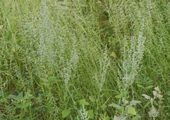 Chenopodium fremontii