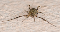 Lacinius