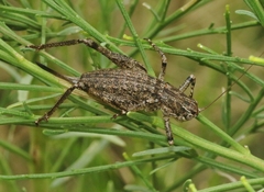 Ateloplus schwarzi