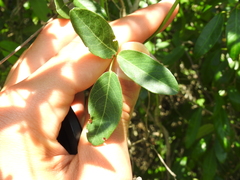 Camptosema rubicundum