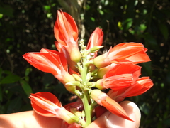 Camptosema rubicundum