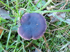Russula torulosa